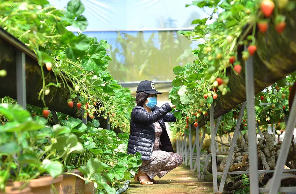 Sắc màu rau, củ ảnh 6