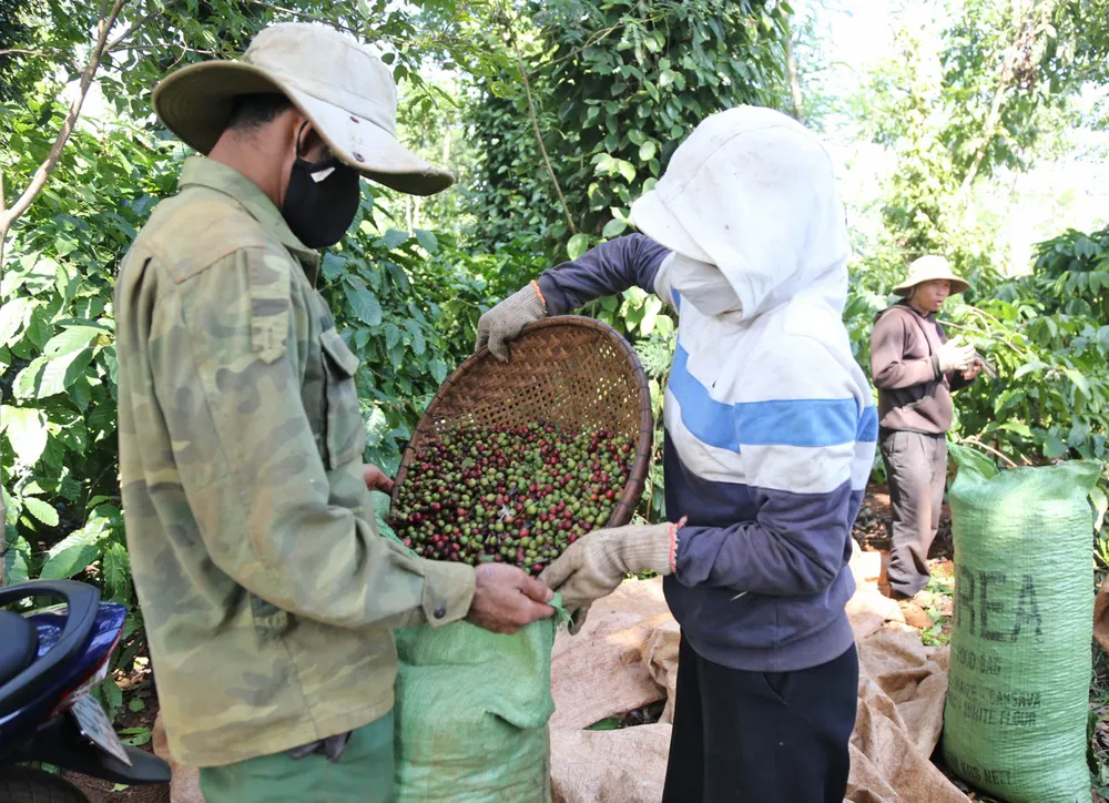 Rộn ràng mùa cà phê ở Tây Nguyên ảnh 3 Rộn ràng mùa cà phê ở Tây Nguyên ảnh 3