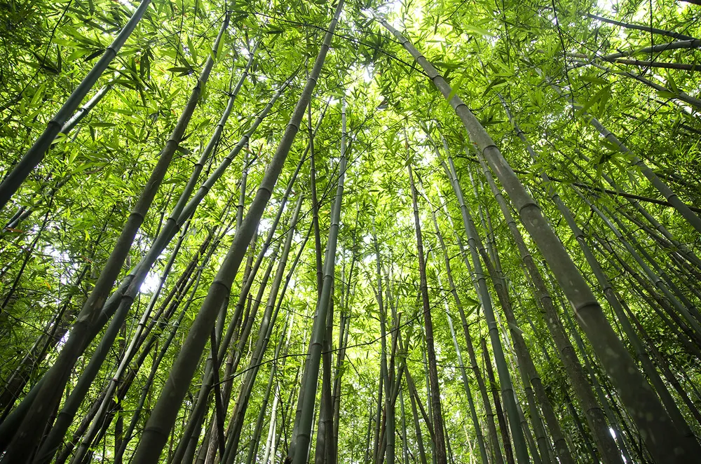 Lâm sản ngoài gỗ (cây họ tre) được khai thác, giúp người dân có thu nhập cao