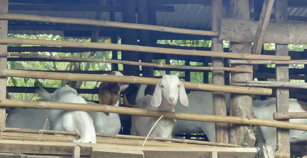 Đàn dê của gia đình anh Trịnh Đình Xuân, xã Sông Ray, huyện Cẩm Mỹ (tỉnh Đồng Nai) mỗi năm thu về hàng trăm triệu đồng Đàn dê của gia đình anh Trịnh Đình Xuân, xã Sông Ray, huyện Cẩm Mỹ (tỉnh Đồng Nai) mỗi năm thu về hàng trăm triệu đồng