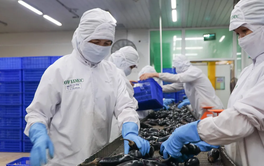 Công nhân Công ty Phát triển kinh tế Duyên Hải (COFIDEC)trên dây chuyền sản xuất thực phẩm. Ảnh: HOÀNG HÙNG