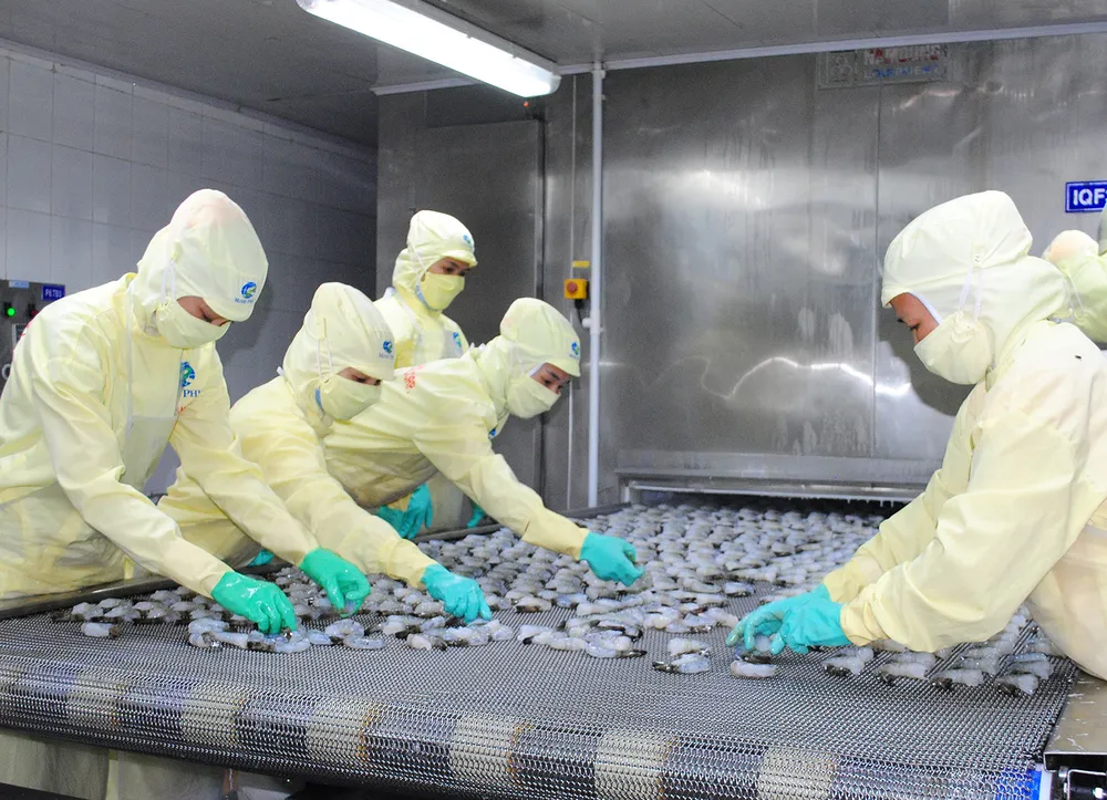 Chế biến tôm xuất khẩu tại Công ty CP Tập đoàn thủy sản Minh Phú (tỉnh Cà Mau) Chế biến tôm xuất khẩu tại Công ty CP Tập đoàn thủy sản Minh Phú (tỉnh Cà Mau)