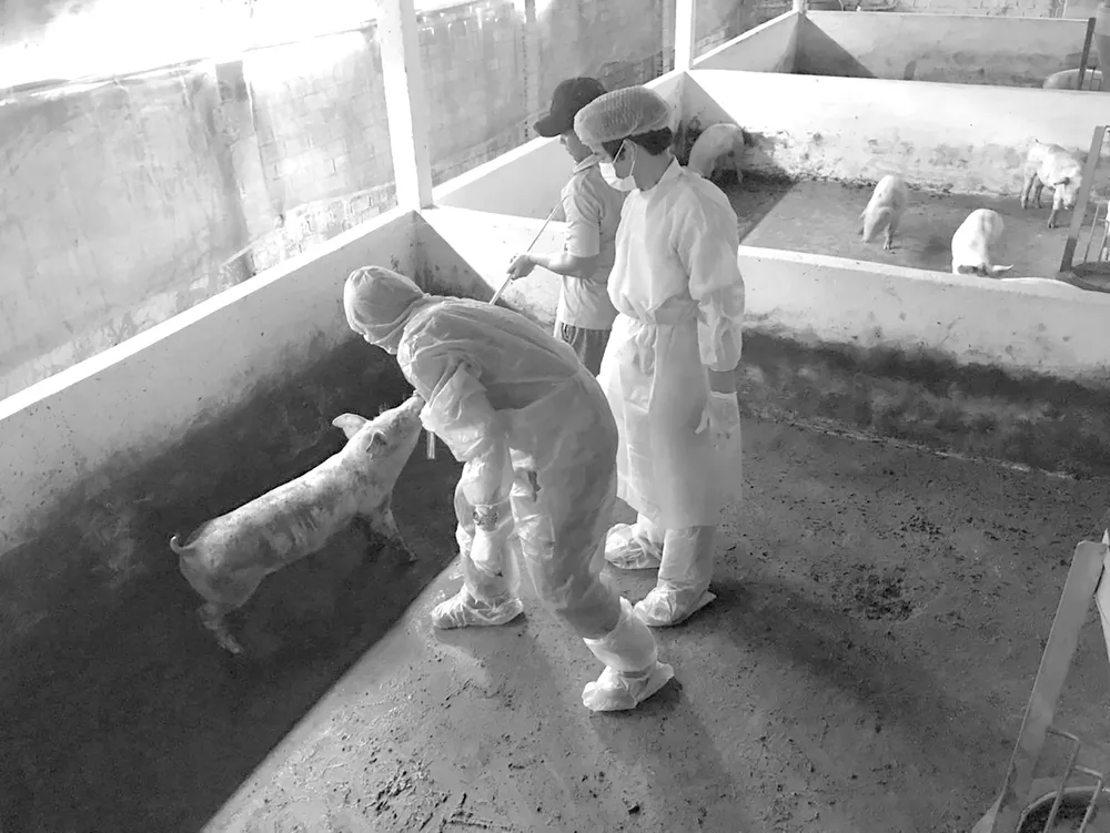 Nhân viên thú y tiêm phòng vaccine phòng bệnh cho đàn heo