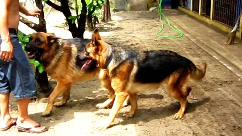 Người đàn ông cụt chân bị chó nhà cắn vào chỗ hiểm dẫn tới tử vong ảnh 1