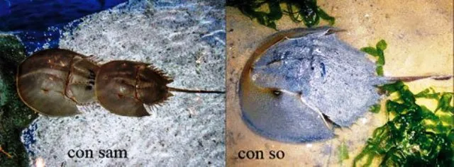 Người đàn ông liệt toàn thân vì ăn so biển ảnh 2