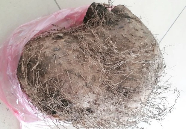 Ăn củ từ rừng, 7 người ngộ độc cấp cứu ảnh 2 Ăn củ từ rừng, 7 người ngộ độc cấp cứu ảnh 2