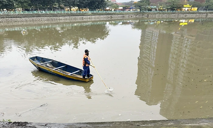 Triển khai dự án trồng sen, cá chết hàng loạt ở hồ Thủy Sứ tiếp giáp Hồ Tây 