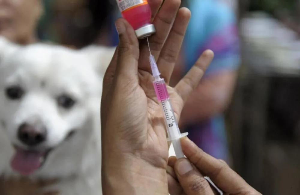 Tiêm vaccine là cách phòng ngừa bệnh dại hiệu quả nhất 2.jpg