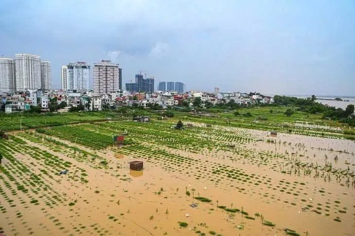 Nhiều khu vực trồng hoa và rau màu của người dân Hà Nội ven sông Hồng bị ngập trong nước lũ z7075729989245_14072b3757702141829530db22a40106.jpg