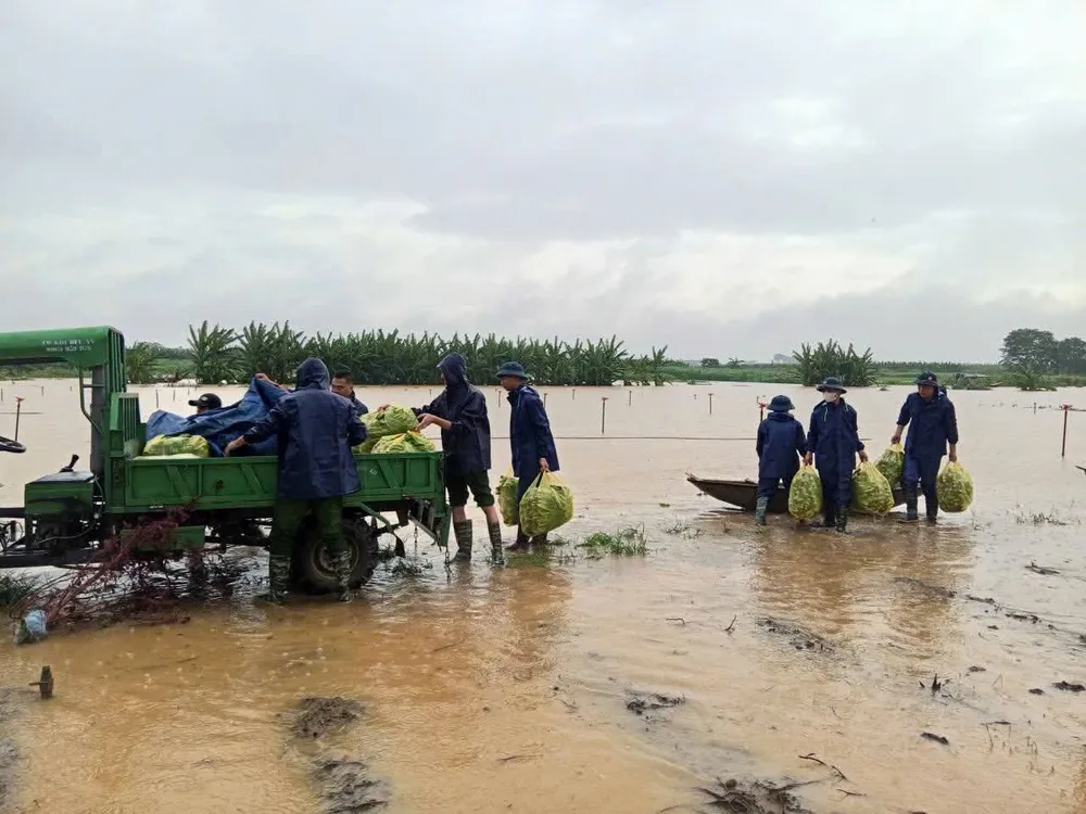 Người dân xã đảo Minh Châu, Hà Nội thu hoạch hoa màu sớm để tránh bão z7082573222302_fdd9829b538b7312fc8f3a48725913da.jpg