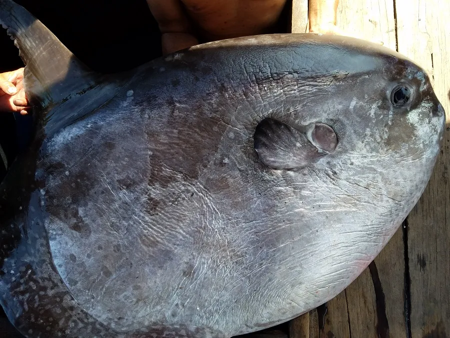 Ngư dân tặng cá mặt trăng quý hiếm cho bảo tàng ảnh 3