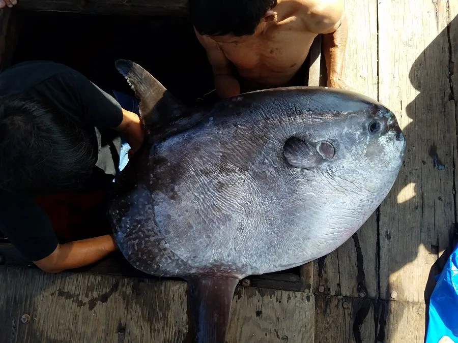 Ngư dân tặng cá mặt trăng quý hiếm cho bảo tàng ảnh 2