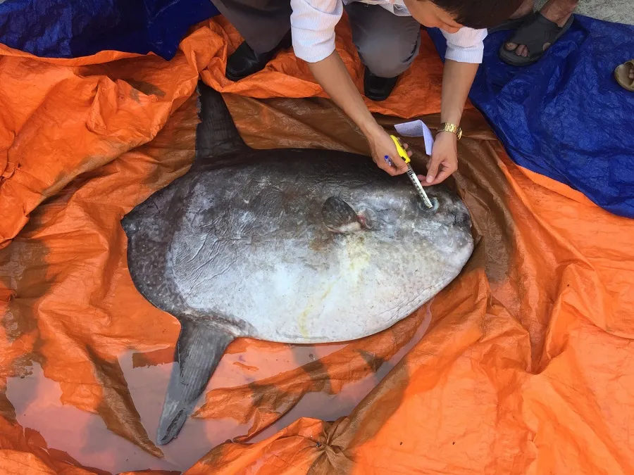 Ngư dân tặng cá mặt trăng quý hiếm cho bảo tàng ảnh 1