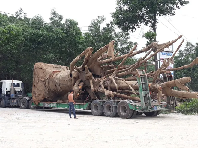 3 cây cổ thụ “khủng” chưa thể di chuyển ra Hà Nội vì 6 cây cầu yếu ảnh 1 3 cây cổ thụ “khủng” chưa thể di chuyển ra Hà Nội vì 6 cây cầu yếu ảnh 1