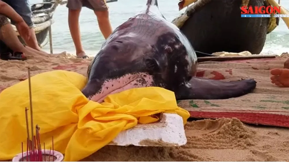 VIDEO: Cả làng trắng đêm cứu hộ cá heo “khủng” bất thành ảnh 1