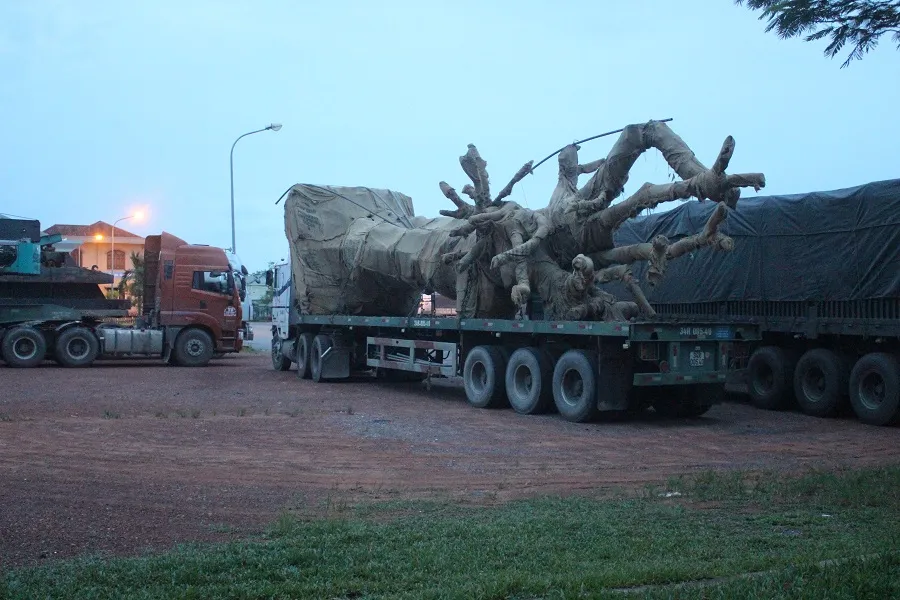 Phát hiện xe đầu kéo chở cây “siêu khủng” lưu thông qua Quảng Trị ảnh 2