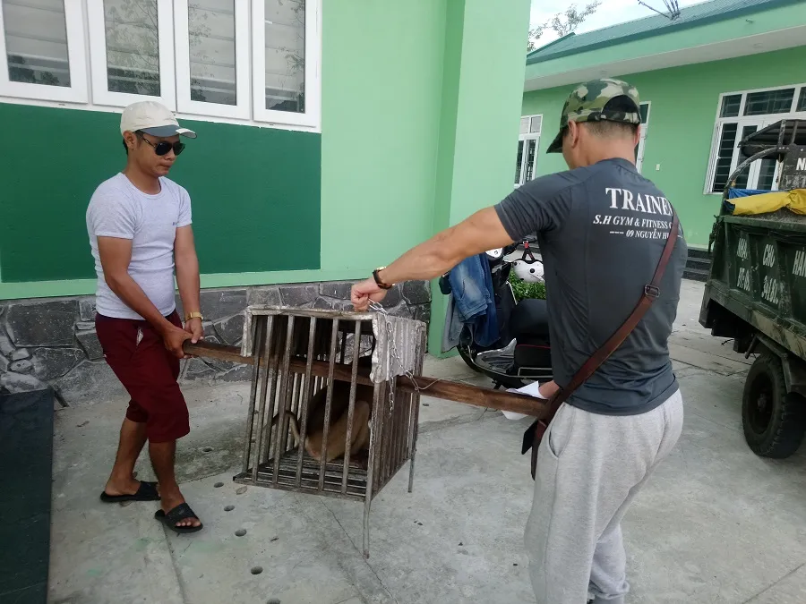 Giải cứu cá thể khỉ đuôi lợn quý hiếm bị rao bán trên mạng xã hội  ảnh 1