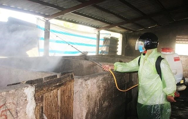 Quyết liệt dập ổ dịch tả heo châu Phi xuất hiện tại TP Đông Hà ảnh 1 Quyết liệt dập ổ dịch tả heo châu Phi xuất hiện tại TP Đông Hà ảnh 1