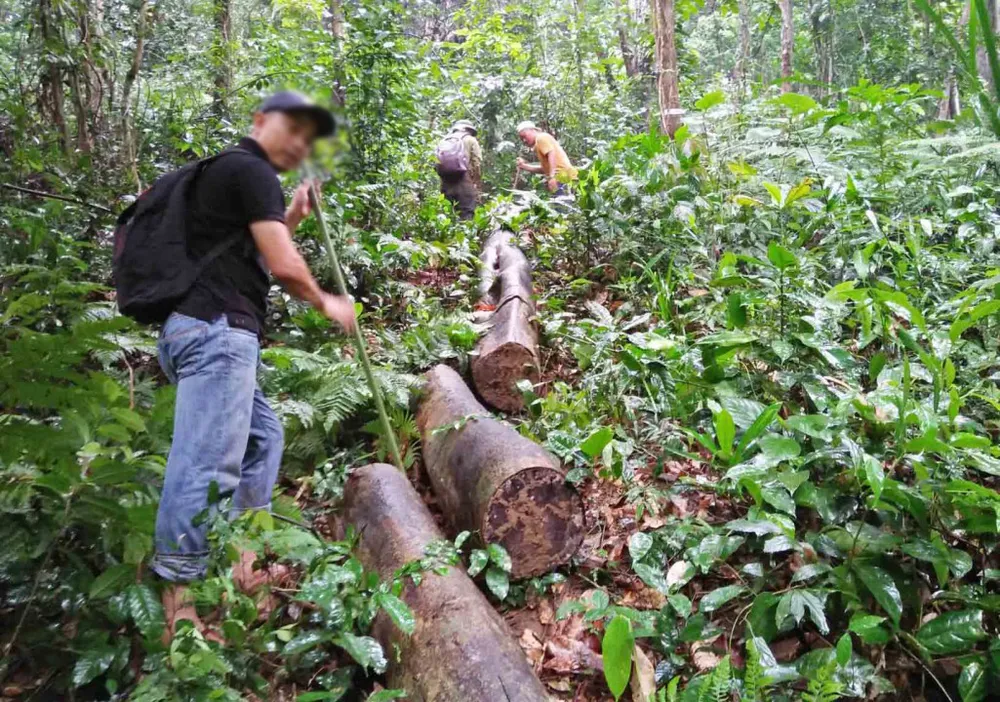 Nhiều vụ phá rừng tại Thừa Thiên - Huế được báo chí phản ánh thời gian qua khiến nhiều cán bộ lâm nghiệp bị kỷ luật 