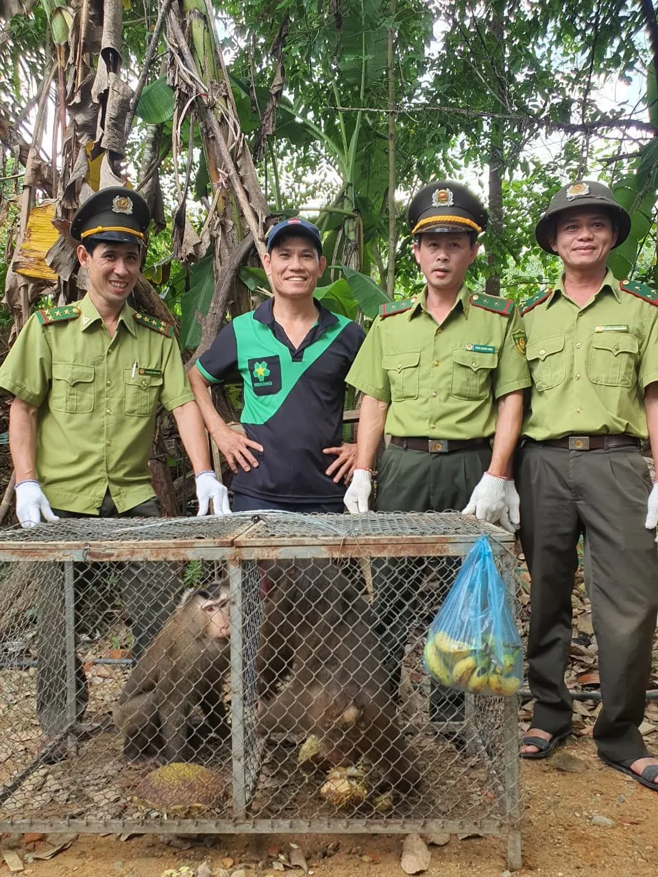 Thừa Thiên - Huế: Người dân tự nguyện giao nộp cá thể khỉ mặt đỏ và khỉ đuôi lợn ảnh 3 Thừa Thiên - Huế: Người dân tự nguyện giao nộp cá thể khỉ mặt đỏ và khỉ đuôi lợn ảnh 3