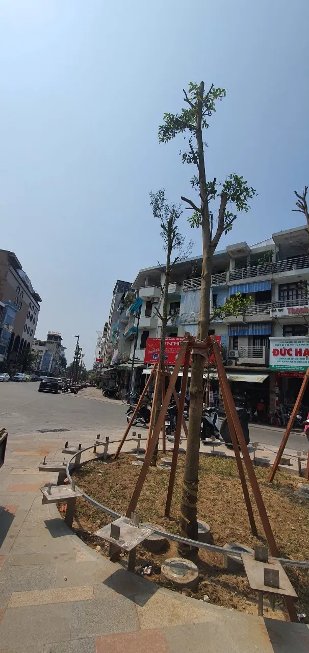 Bàng Đài Loan vừa được Trung tâm Công viên cây xanh Huế mua về trồng dọc đường Hai Bà Trưng, TP Huế