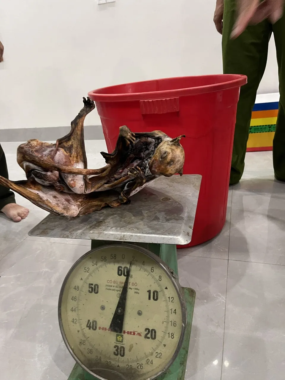 Các loại động vật hoang dã phát hiện tại nhà ông H. đều đã được cấp đông Các loại động vật hoang dã phát hiện tại nhà ông H. đều đã được cấp đông