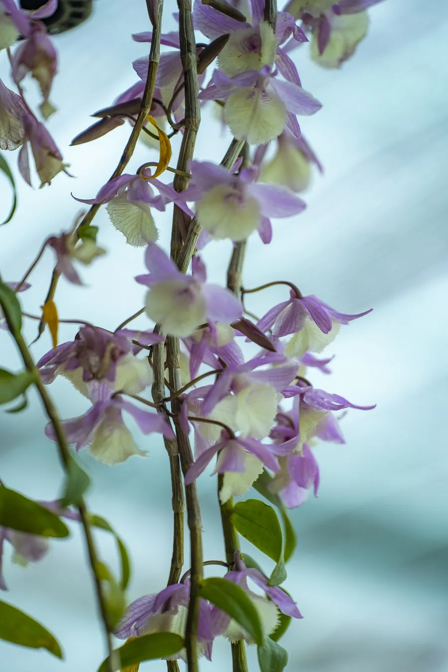 Hàng trăm tác phẩm hoa phong lan khắp cả nước giới thiệu tại triển lãm