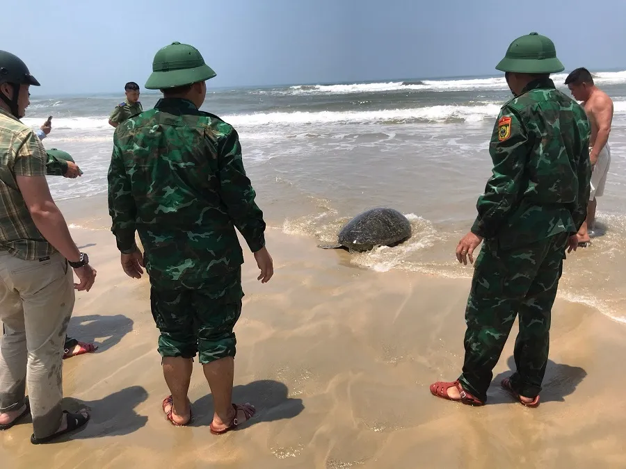 Cứu hộ và thả cá thể Vích quý hiếm về biển