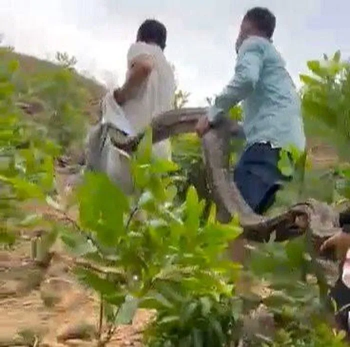 Con trăn dài 24m, nặng 24kg Con trăn dài 24m, nặng 24kg