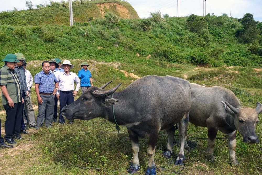Lãnh đạo tỉnh Quảng Trị kiểm tra tình hình dịch bệnh lở mồm long móng trên đàn trâu tại huyện Hướng Hoá z5770755481463_c034208749b8ae6901611f4de9b89e66.jpg