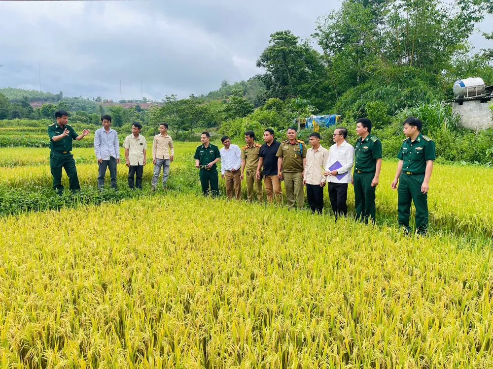 Đồn Biên phòng Hướng Phùng chia sẻ kinh nghiệm canh tác lúa nước cho đại diện chính quyền và bà con nhân dân cụm bản Mày tại cánh đồng thôn Cheng, xã Hướng Phùng IMG_20250519_113453.jpg