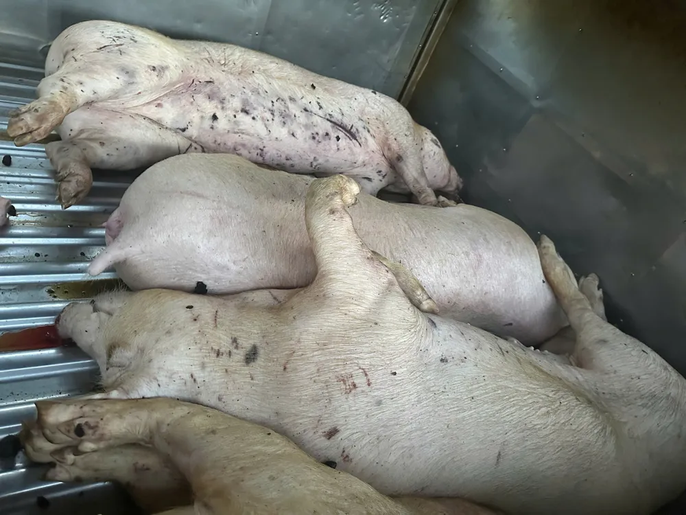 Công an tỉnh Quảng Trị phối hợp với Chi cục Chăn nuôi và Thú y tỉnh này phát hiện vụ vận chuyển heo chết có dấu hiệu vi phạm pháp luật z6666240876802_ca6e50610ce833b45a846a9675c42bd7.jpg