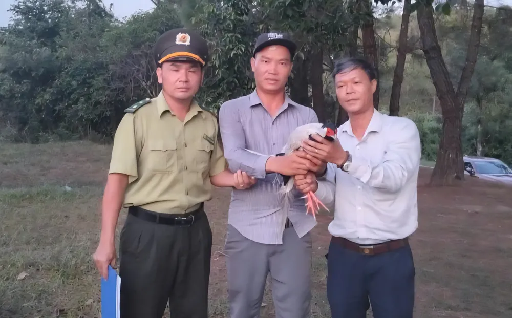 Giao nộp cá thể gà lôi trắng cho cơ quan chức năng IMG_20250820_091546.jpg