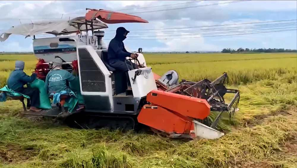 Huy động tối đa máy gặt để thu hoạch lúa hè thu chạy bão Screenshot_20250824_065432_Zalo.jpg