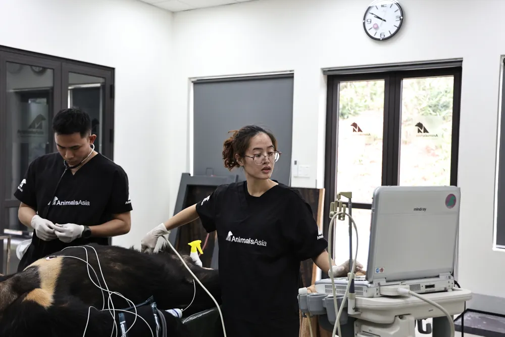 Sau khi đến "nhà mới", gấu được các nhân viên chăm sóc kỹ ANH 7.JPG