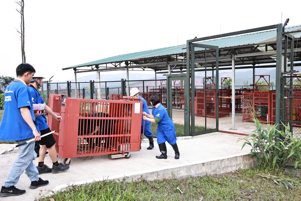 Gấu được di chuyển vào khu cách ly, nơi gấu sẽ ở trong 30 ngày để phòng chống lây nhiễm bệnh và dần quen với môi trường mới ANH 9.jpg