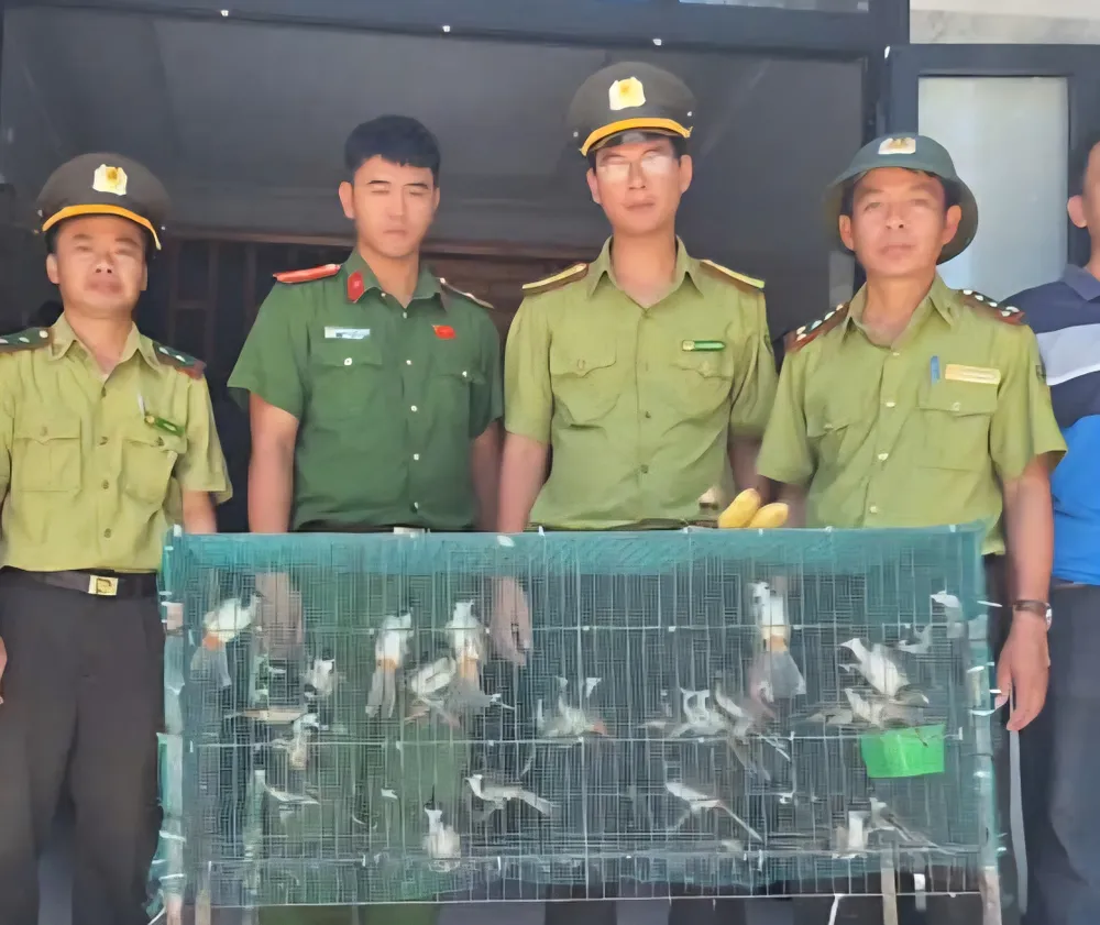 Kiểm lâm khu vực Nam Sông Hương bắt quả tang một đối tượng có hành vi quảng cáo, mua bán trái pháp phép số lượng lớn chim chào mào