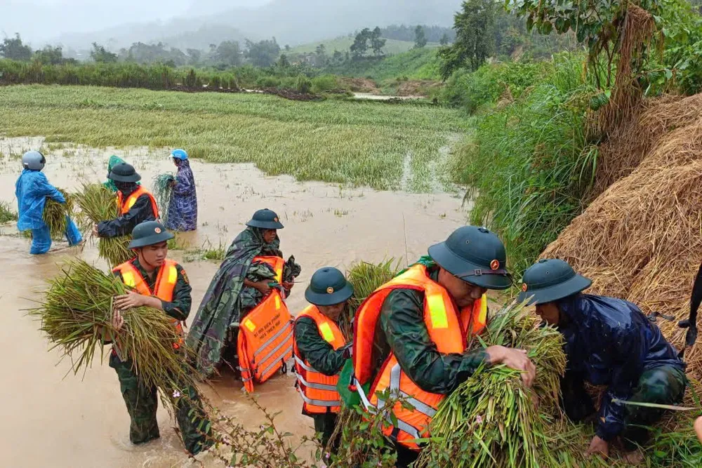 Bộ đội Biên phòng TP Huế giúp đồng bào A Lưới thu hoạch lúa đổ gãy, ngập úng do bão số 10 gây ra IMG_20250929_163121.jpg