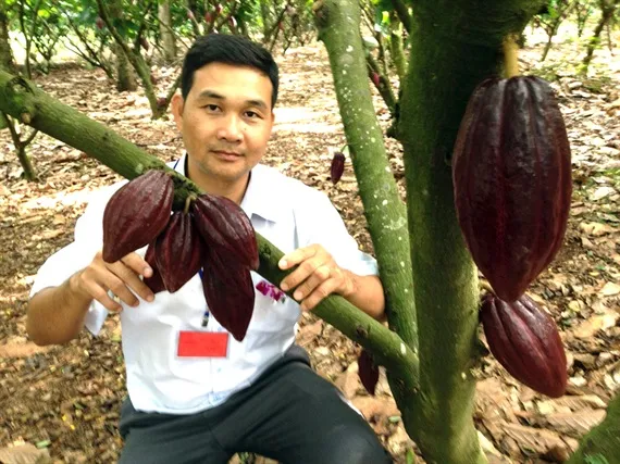 Tham quan các mô hình trồng và chế biến ca cao