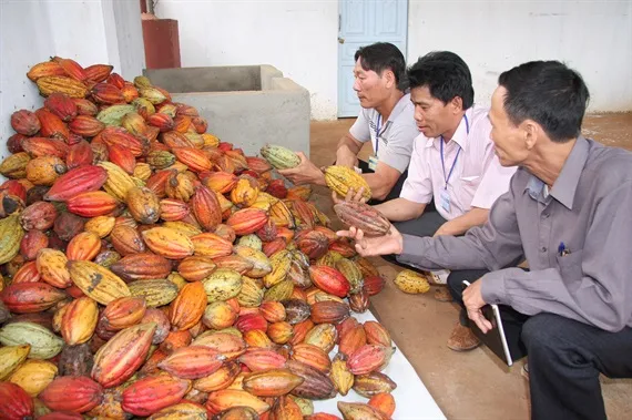 Tham quan các mô hình trồng và chế biến ca cao