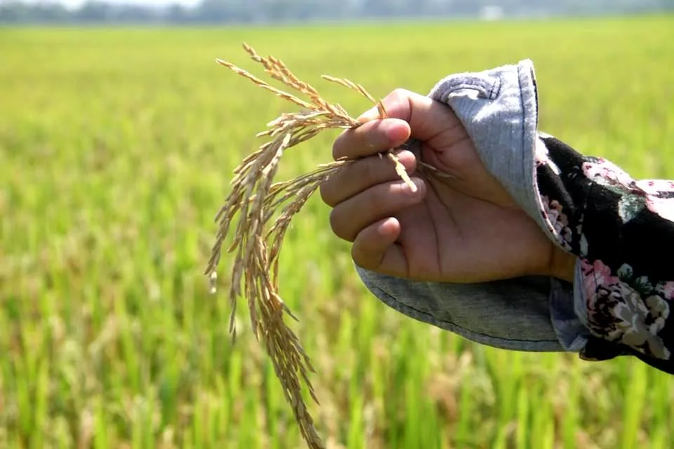 Đề nghị hỗ trợ tìm nguyên nhân khiến 10.636ha lúa bị thiệt hại ảnh 3