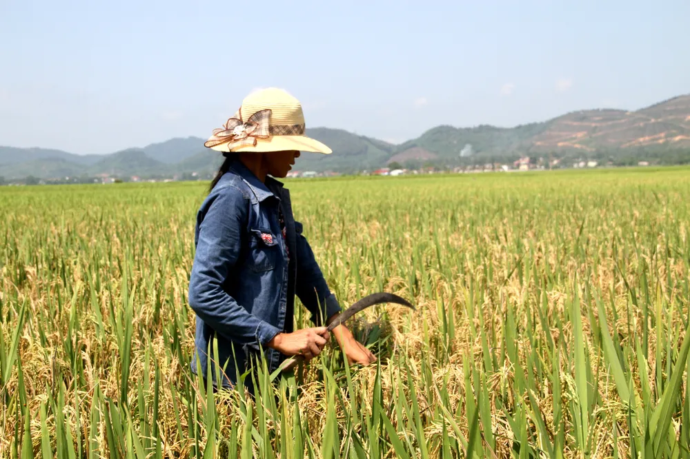 Đề nghị hỗ trợ tìm nguyên nhân khiến 10.636ha lúa bị thiệt hại ảnh 1