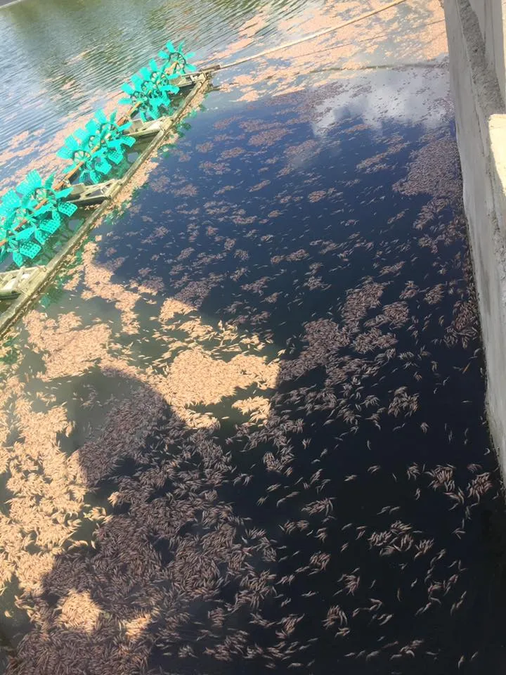 Tôm chết hàng loạt chưa rõ nguyên nhân tại Hà Tĩnh ảnh 8