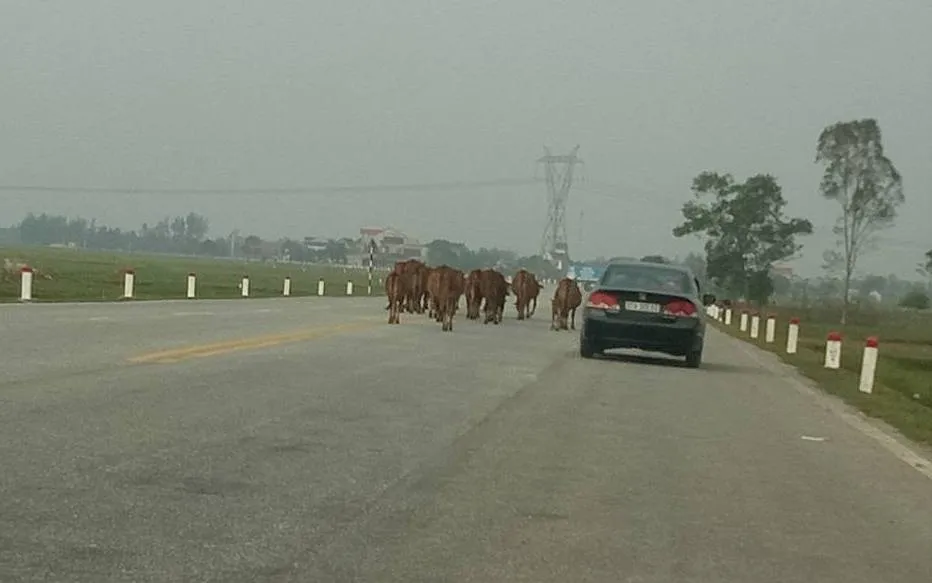 Hà Tĩnh: Ngăn chặn tình trạng thả rông trâu bò trên các tuyến đường bộ, đường sắt ảnh 3