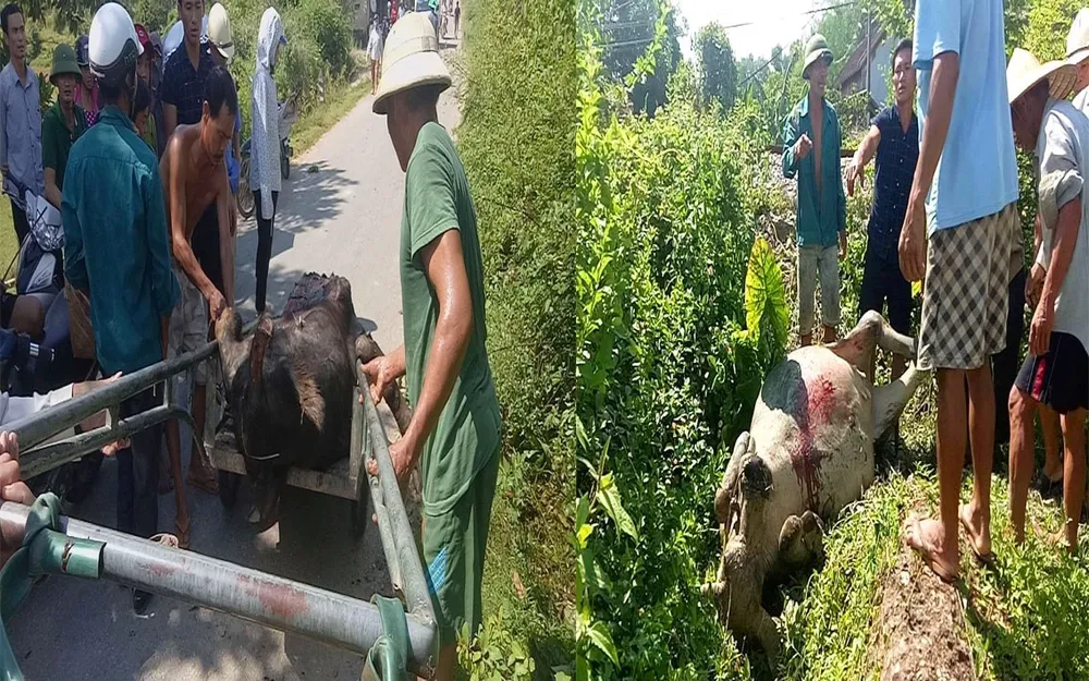 Hà Tĩnh: Ngăn chặn tình trạng thả rông trâu bò trên các tuyến đường bộ, đường sắt ảnh 1