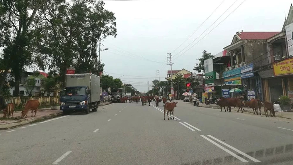 Bò thả rông trên các tuyến đường gây nguy cơ gia tăng tai nạn giao thông