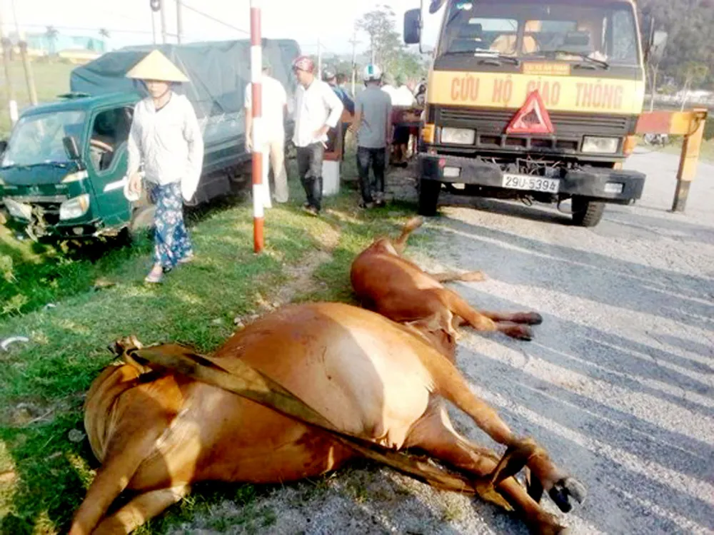 Bắt nhốt hàng chục con bò thả rông trên quốc lộ gây mất an toàn giao thông ảnh 3