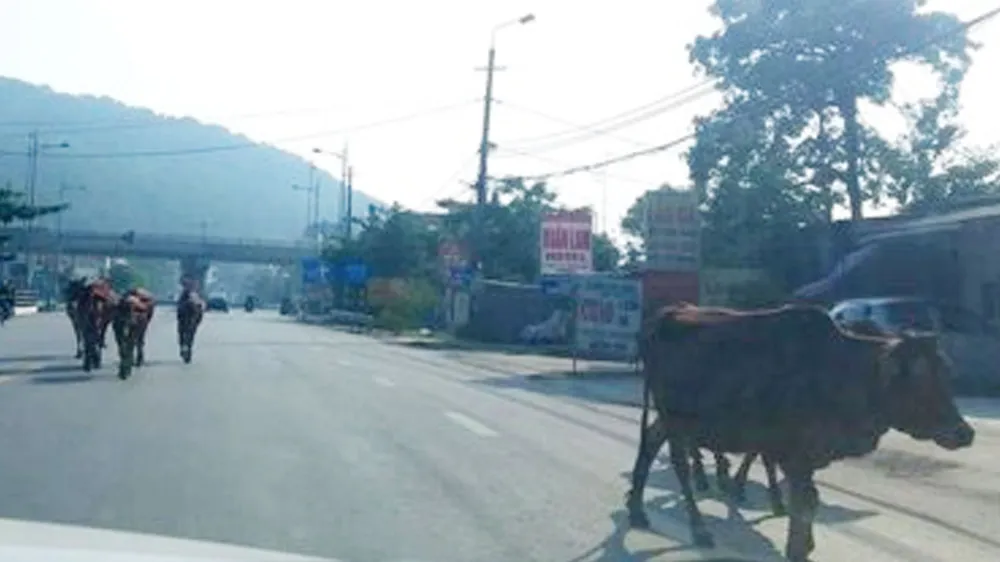 Bắt nhốt hàng chục con bò thả rông trên quốc lộ gây mất an toàn giao thông ảnh 2