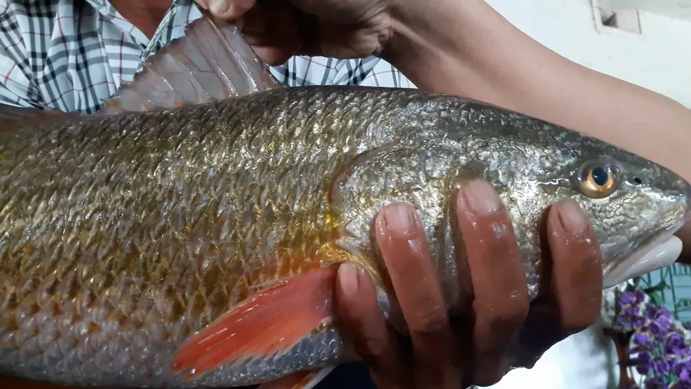 Người dân bất ngờ câu được cá lạ, nghi là cá sủ vàng ảnh 1