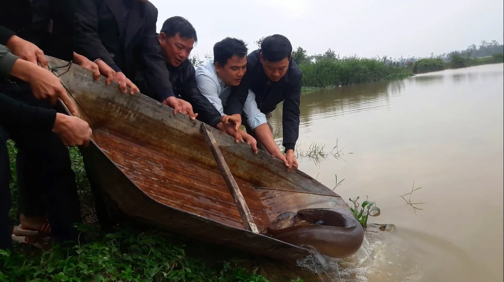 Người dân cùng thả con cá chình về lại sông